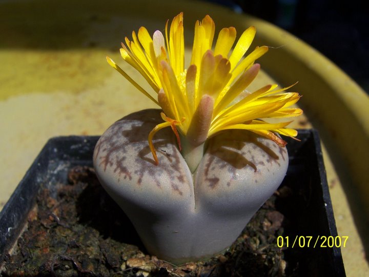 Piedra Lithops, piedra lithops puebla, piedra lithops mexico, plantas carnivoras mexico, plantas carnivoras mexico, mundo_exotiko@hotmail.com