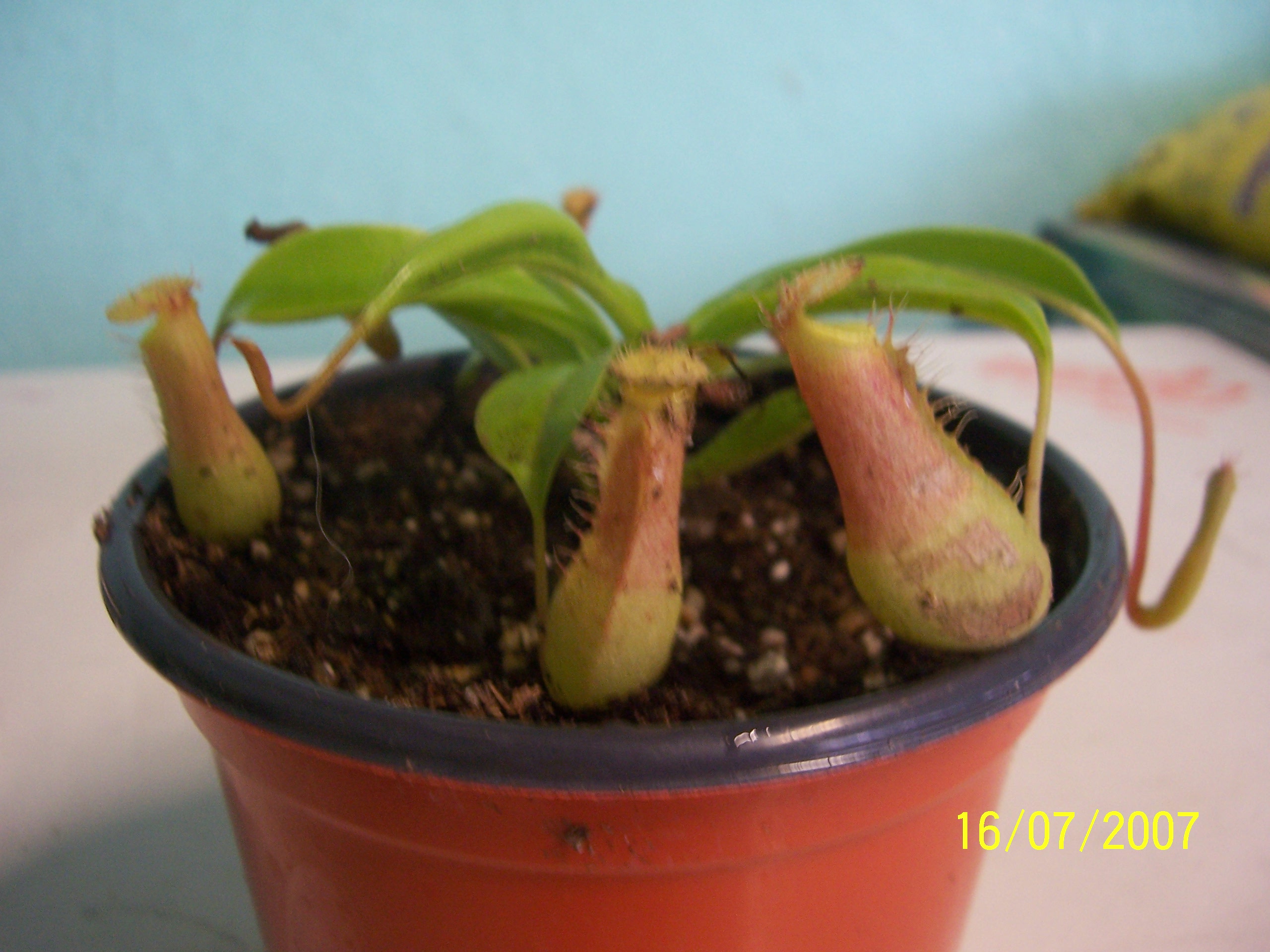 Nepenthes es una  planta colgante , plantas carnivoras puebla, mundo_exotiko@hotmail.com