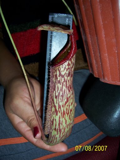 Nephentes Alata, nephgentes alata puebla, nephentes alata mexico, plantas carnivoras puebla, plantas carnivoras mexico,  mundo_exotiko@hotmail.com