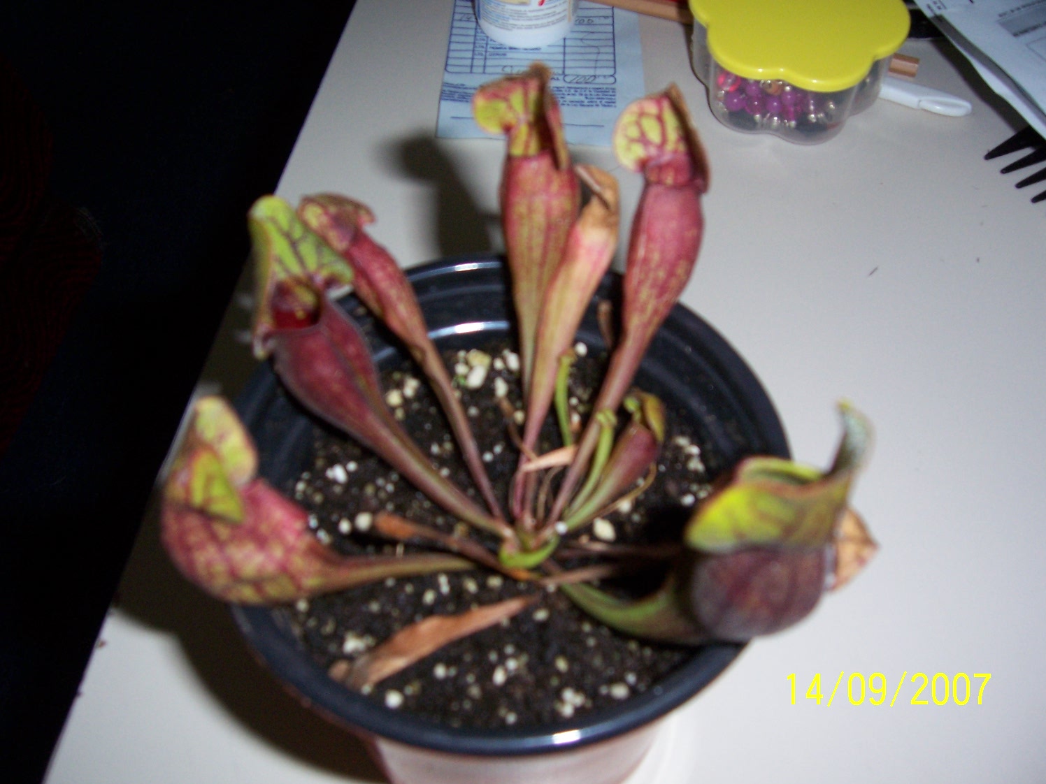 Sarracenia Purpurea Venosa , plantas carnivoras Puebla, mundo_exotiko@hotmail.com
