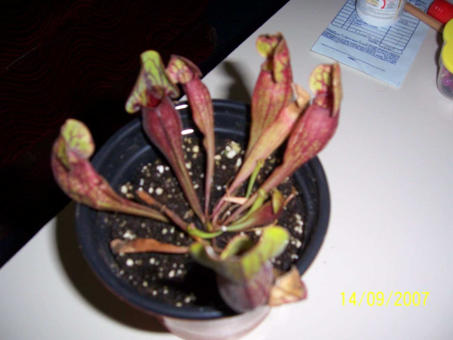 Sarracenia Purpurea Venosa, PLantas Carnivoras Puebla, mundo_exotiko@hotmail.com
