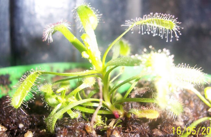 Drosera Capensis, plancas carnivoras puebla, mundo_exotiko@hotmail.com, plantas carnivoras mexico