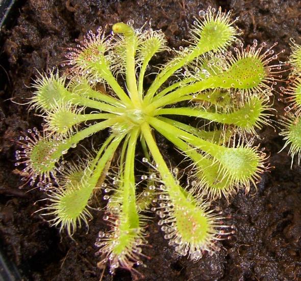 Drosera Sphatulata, plantas carnivoras Puebla, mundo_exotiko@hotmail.com