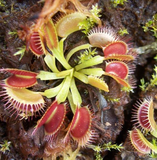 Dionea Venus Atrapamoscas, plantas carnivoras Puebla, mundo_exotiko@hotmail.com