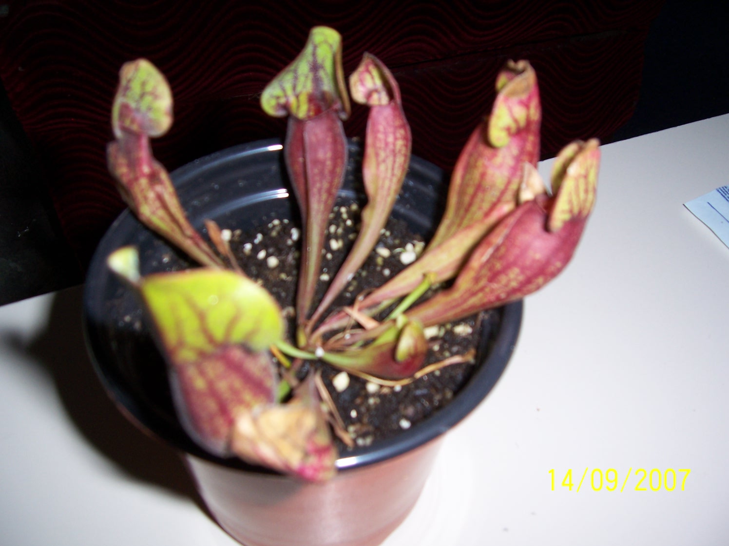 Sarracenia Purpurea Venosa , plantas carnivoras Puebla, mundo_exotiko@hotmail.com